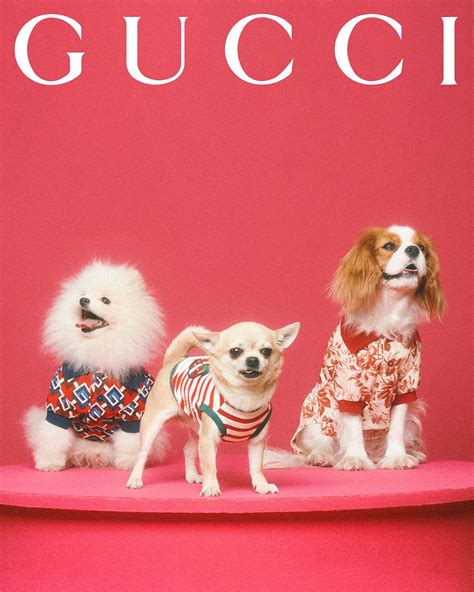 gucci dames pet|Gucci pet collection.